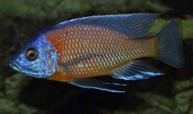 Copadichromis borleyi 'Kadango'